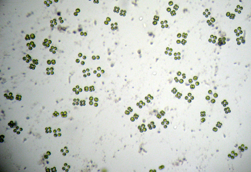 Fioritura primaverile d''alghe: Westella botryoides?